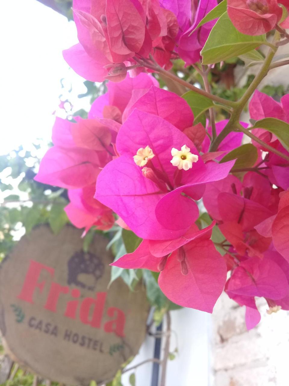 Frida Casa Hostel Pelotas Eksteriør bilde